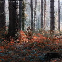 Buy canvas prints of Forest Magic by Christine Lake