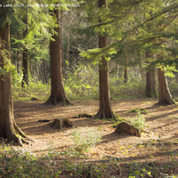 Buy canvas prints of Forest Sunlight by Christine Lake