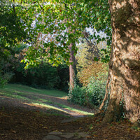 Buy canvas prints of Path In Sunlight  Victoria Park, Bristol, UK by Christine Lake