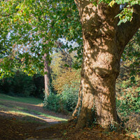 Buy canvas prints of Path In Sunlight 2  Victoria Park, Bristol, UK by Christine Lake
