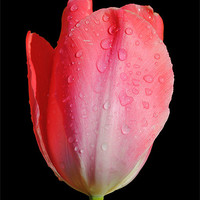 Buy canvas prints of April Shower Tulip by Christine Lake