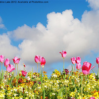 Buy canvas prints of Field of Flowers by Christine Lake