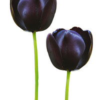 Buy canvas prints of Black Tulips by Christine Lake
