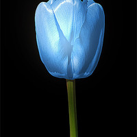Buy canvas prints of Tulip Blue by Christine Lake