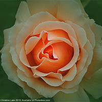 Buy canvas prints of Memory of a Rose by Christine Lake