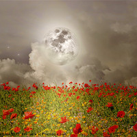 Buy canvas prints of Poppies By Moonlight by Christine Lake