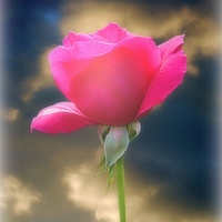 Buy canvas prints of Pink Rose by Christine Lake