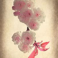 Buy canvas prints of Spring Blossom by Christine Lake