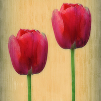 Buy canvas prints of Spring Tulips by Christine Lake