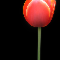 Buy canvas prints of Tulip by Christine Lake