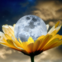 Buy canvas prints of Daisy Moon by Christine Lake