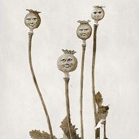 Buy canvas prints of Poppy Heads by Christine Lake