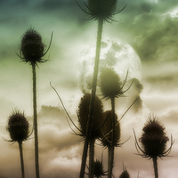 Buy canvas prints of  Teazle Town by Christine Lake