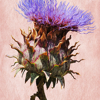 Buy canvas prints of Thistle  by Christine Lake