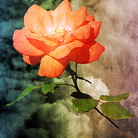 Buy canvas prints of Rose With A View  by Christine Lake