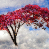 Buy canvas prints of  Red Tree in Summer by Christine Lake