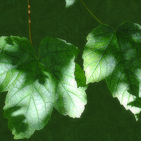 Buy canvas prints of  Leaves in Shadow by Christine Lake