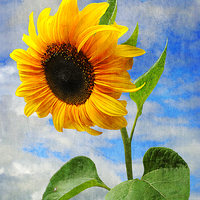 Buy canvas prints of Sunflower  by Christine Lake