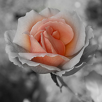 Buy canvas prints of  Heart Of A Rose by Christine Lake