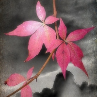 Buy canvas prints of  Last Leaves Of Autumn by Christine Lake