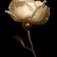Buy canvas prints of Rose in Sepia  by Christine Lake