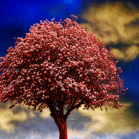 Buy canvas prints of  Tree In Red by Christine Lake