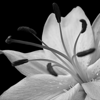 Buy canvas prints of  LILY by Christine Lake