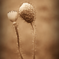 Buy canvas prints of  Friends In Seed by Christine Lake