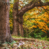 Buy canvas prints of  Trip To Autumn by Christine Lake