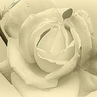 Buy canvas prints of Silver Rose by Christine Lake
