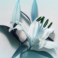 Buy canvas prints of Lily Blues by Christine Lake