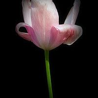Buy canvas prints of Tulip by Twilight by Christine Lake