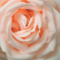 Buy canvas prints of An English Rose by Christine Lake