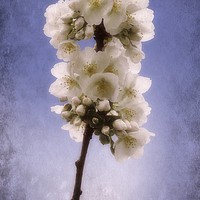 Buy canvas prints of Spring Blossom 2 by Christine Lake