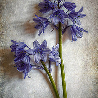 Buy canvas prints of Bluebell Delight by Christine Lake