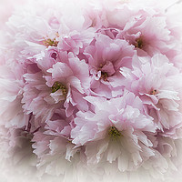 Buy canvas prints of Pink Frills by Christine Lake