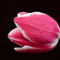 Buy canvas prints of Raindrops On Tulip by Christine Lake