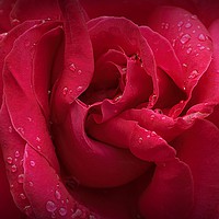 Buy canvas prints of Red Diamonds by Christine Lake