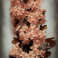 Buy canvas prints of Vintage Blossom In Creamy Pink by Christine Lake