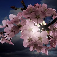 Buy canvas prints of Blossom In Moonlight by Christine Lake