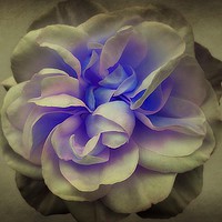 Buy canvas prints of Heart Of A Rose by Christine Lake