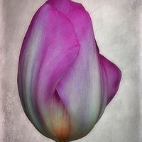 Buy canvas prints of Tulip by Christine Lake