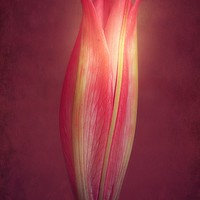 Buy canvas prints of Lily With Mulled Wine Tones by Christine Lake