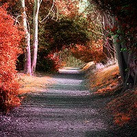 Buy canvas prints of Autumns Solitude by Christine Lake