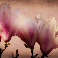Buy canvas prints of Spring Magnolia by Christine Lake