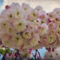Buy canvas prints of The Beauty Of Spring by Christine Lake