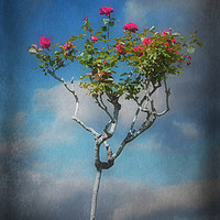 Buy canvas prints of Rose Tree by Christine Lake