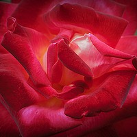 Buy canvas prints of Rose On Fire by Christine Lake