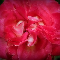 Buy canvas prints of Silk Red by Christine Lake