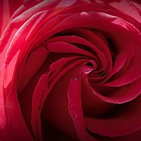 Buy canvas prints of Rose In Red by Christine Lake